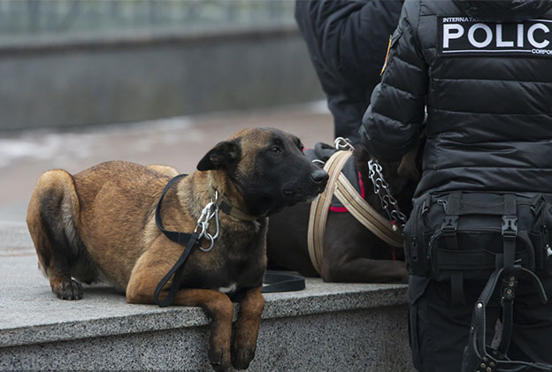 工作犬技术专业警犬技术专业